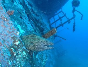 mV Dania kenya wreck