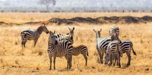 African Safari and Scuba Diving Package wildlife