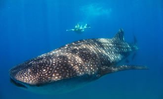 whale shark