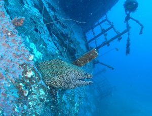 scuba dive kenya