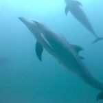 Dolphins on kisite dive trip