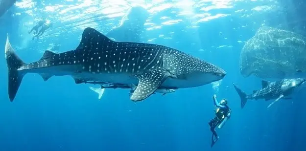 When Is the Best Time to Dive Kenya? Whale shark season- The best time to dive kenya