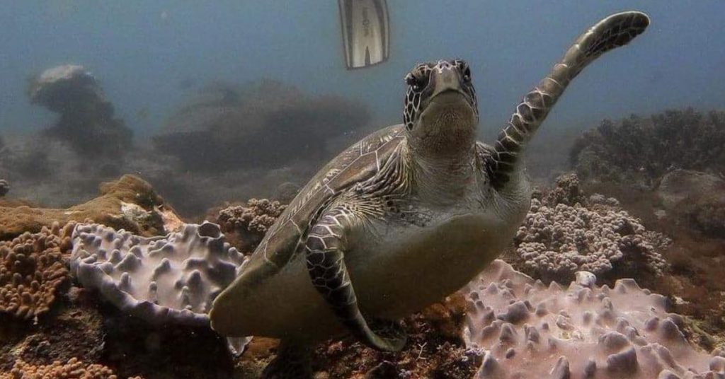 Diani Beach dive site turtle