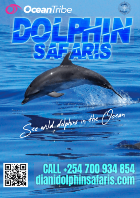dolphin watching safaris in Diani