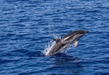 Diani Dolphin Watching Trips dolphin watching