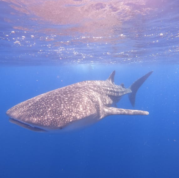 Whale shark in Diani