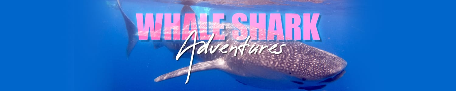 Whale shark safaris in Diani