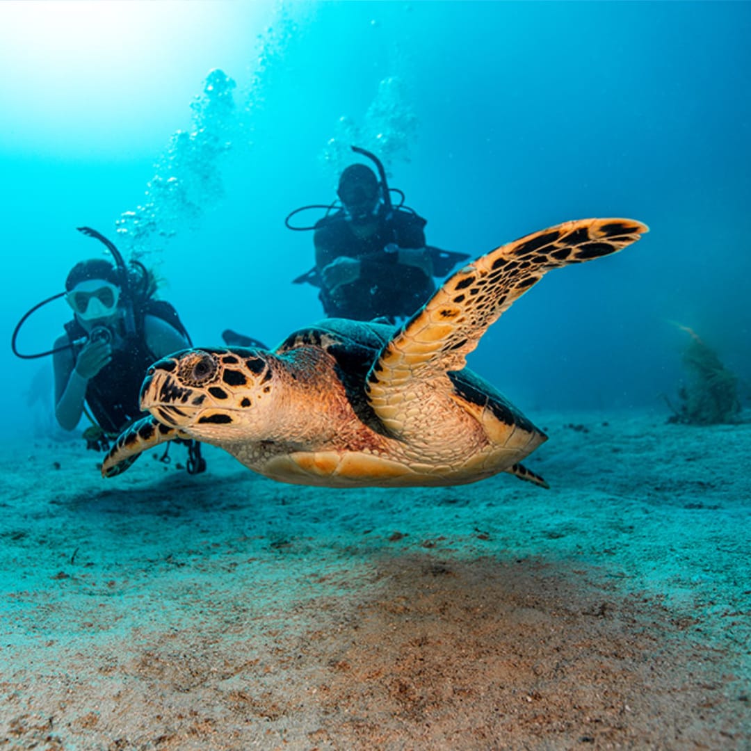 Specialty Diver Packages- PADI Master Scuba Diver Challenge - Scuba ...