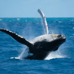 whale watching trip Diani