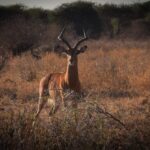 impala at Ngutuni on free wildlife safari with IDC booking