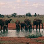 elephant at the water hole at Ngutuni on free wildlife safari with IDC booking