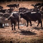 buffalo at Ngutuni on free wildlife safari with IDC booking