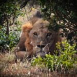 lion at Ngutuni on free wildlife safari with IDC booking