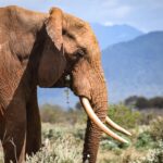 elephant at Ngutuni on free wildlife safari with IDC booking