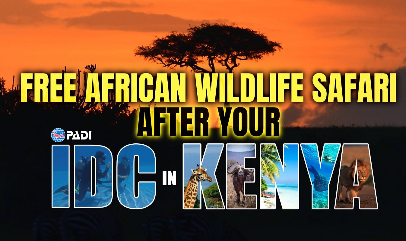 August IDC in Kenya- Get a Free Wildlife Safari With Your IDC Package PADI IDC Package with free wildlife safari