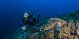 Diani Scuba Dive Trip Diani Dive Trip