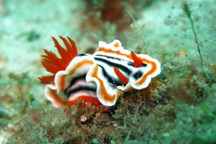 nudibranch ecology