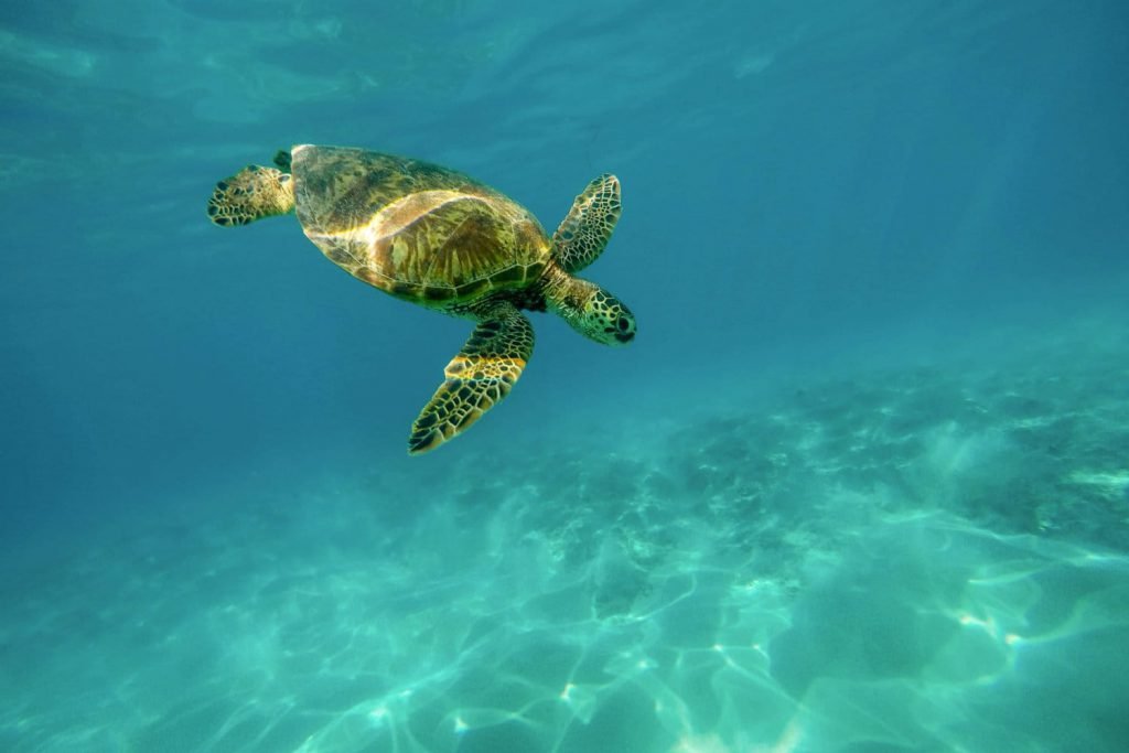 Sea turtle ecology