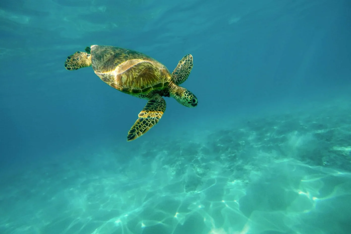 Sea turtle swimming over a reef