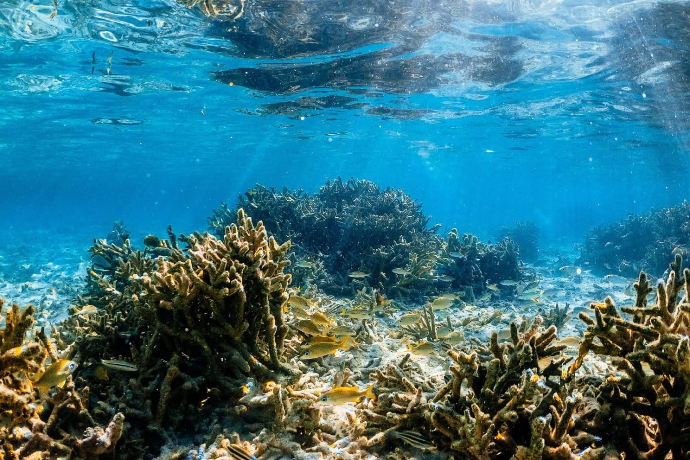 Colourful coral reef