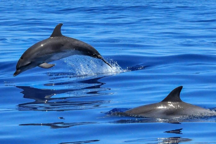 marine mammal ecology