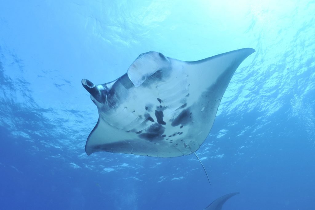Manta and ray ecology specialty