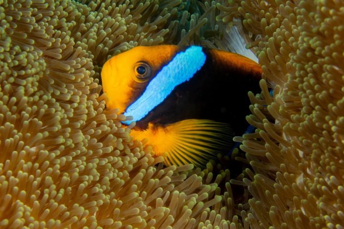 Marine ecology specialty
