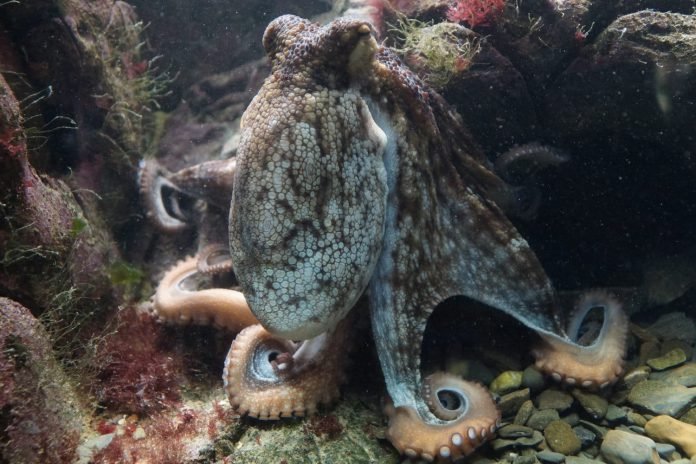 marine invertebrate