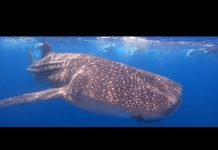 Whale Shark Safari