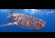 Whale Shark Safari