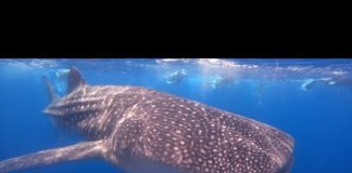 Whale Shark Safari
