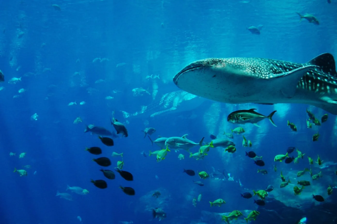 Shark swimming underwater