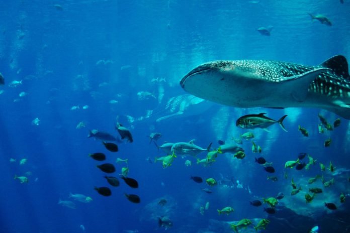 shark ecology specialty