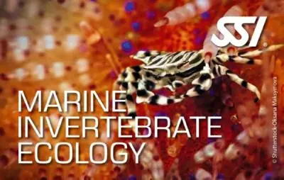 Marine Invertebrate Ecology 