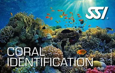 Coral Identification Specialty