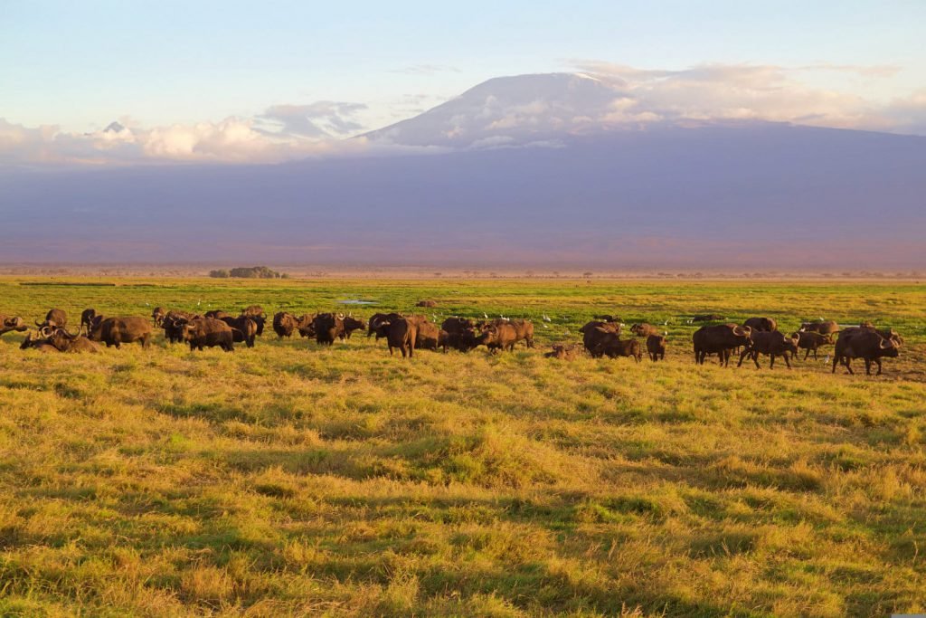 Amboseli National Park