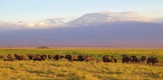 Tsavo & Amboseli Safari & Diving Package Amboseli National Park
