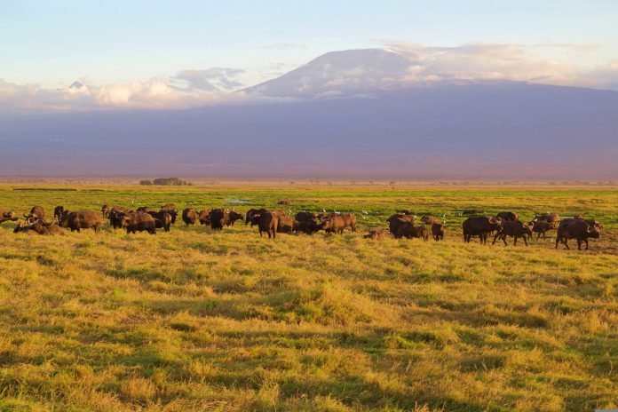 Amboseli National Park