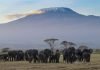 Amboseli National Park Guide Amboseli National Park