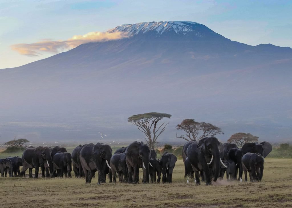 Amboseli National Park