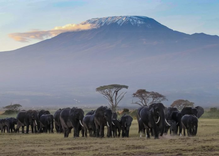 Amboseli National Park