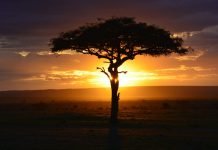 Masai Mara Safari & Diving Package Masai Mara
