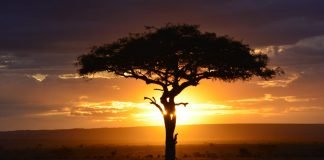 Masai Mara Safari & Diving Package Masai Mara