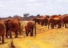 Tsavo East National Park Guide Tsavo East National park