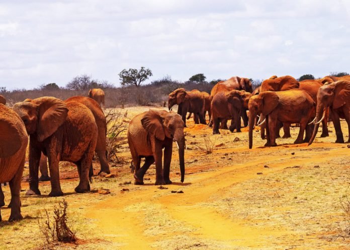 Tsavo East National park