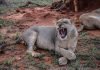 Tsavo East Safari & Diving Package Lion in Tsavo East