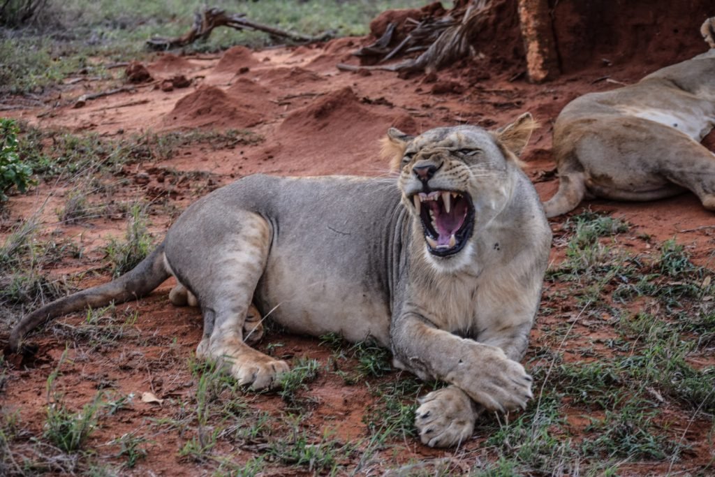 Lion in Tsavo East