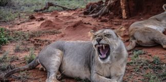 Tsavo East Safari & Diving Package Lion in Tsavo East