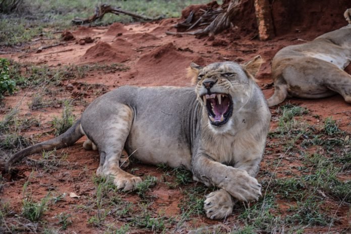 Lion in Tsavo East