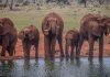 Ngutuni and Ziwani Safari & Diving Package Ngutuni Elephants